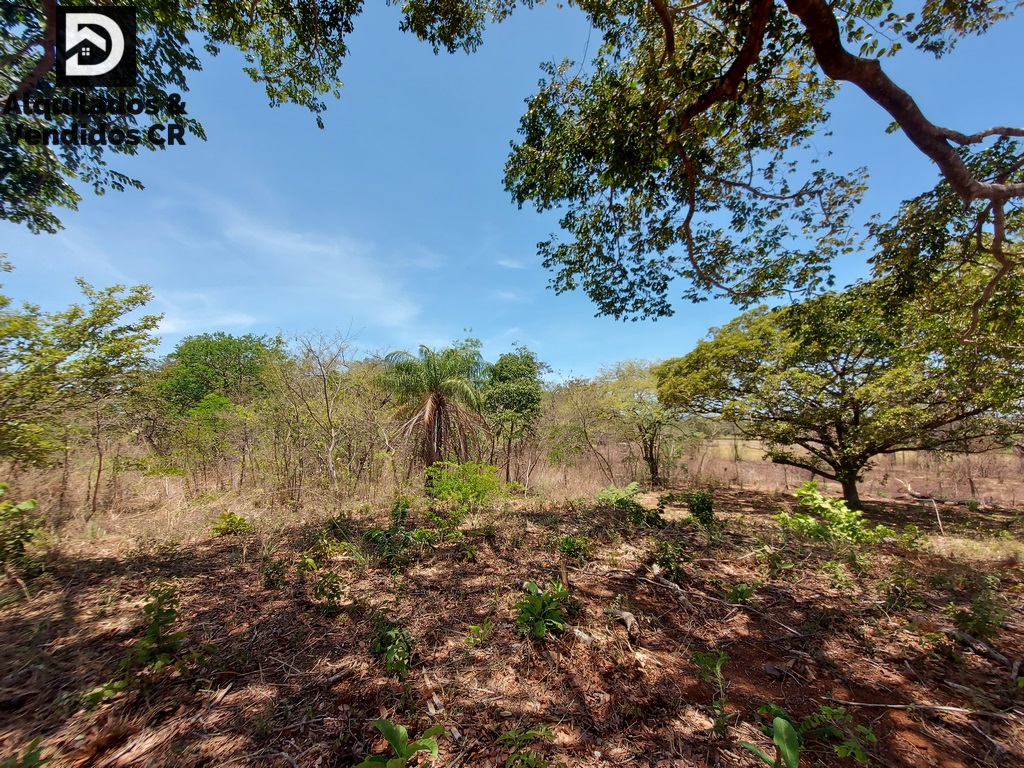 Lote Forestal