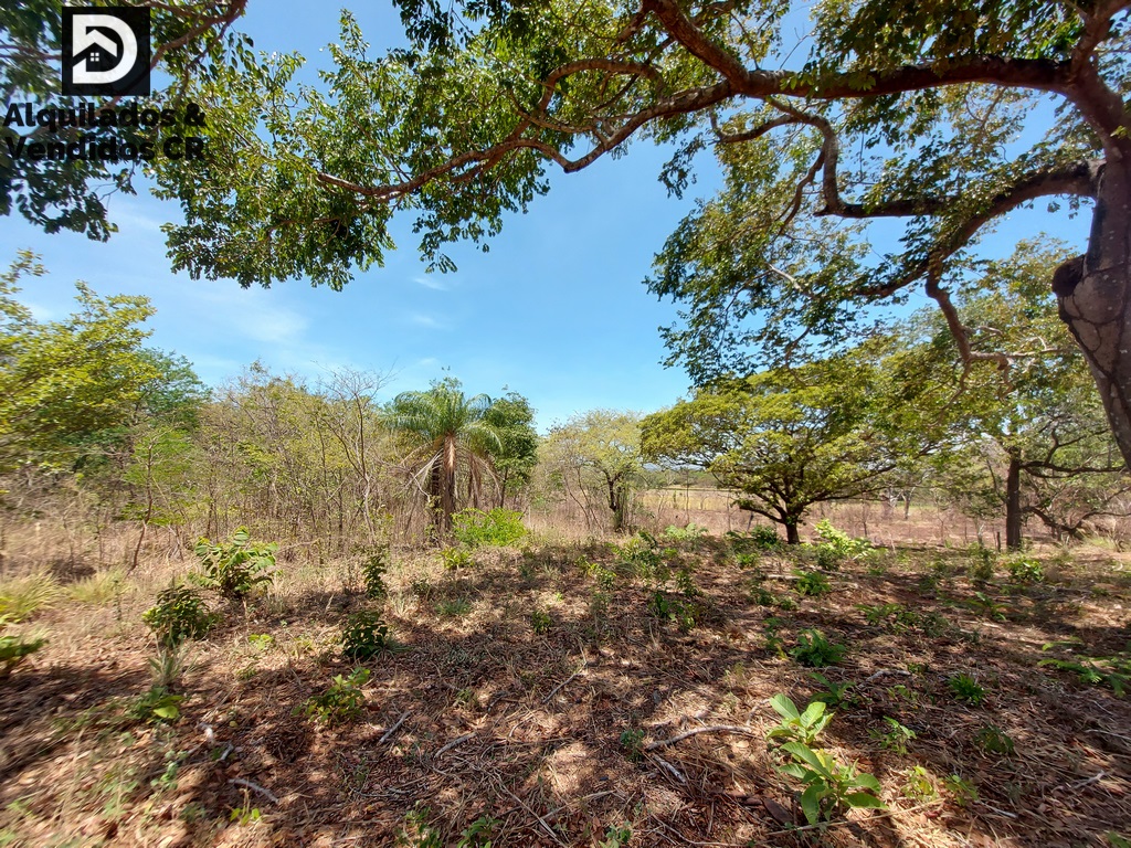 Lote Forestal